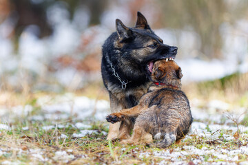 A big dog bites a small dog. Dog fight. German shepherd and border terrier fight.
