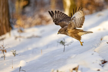 Flying bird of prey in the snowy forest . Common Buzzard, (Buteo buteo) in flight with snow