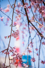 東京タワーとシダレザクラ