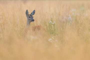Roe deer (Capreolus capreolus) , standing on a meadow. © Branislav