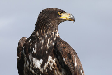 A portrait of a adolescent Bald Eagle against a blue sky
