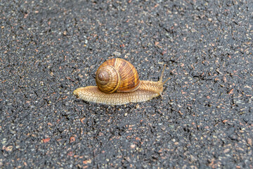 Big garden snail in shell crawling on wet road hurry home
