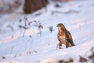 Common buzzard ( buteo buteo ) in winter time on the snow. Bird of prey, predator.