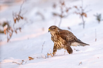 Common buzzard ( buteo buteo ) in winter time on the snow. Bird of prey, predator.