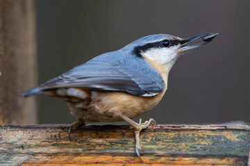 Red breasted nuthatch (sitta europaea) on a branch
