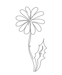 daisy flower  one continuous line  Decoration blossom botanical floral element. Vector doodle isolated illustration.