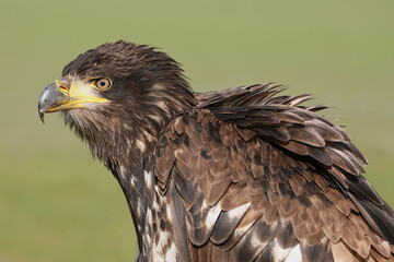Fototapeta premium A portrait of a adolescent Bald Eagle against a green background 