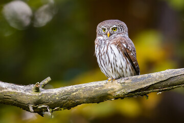 Owls - Pygmy Owl (Glaucidium passerinum)  on the branch 
