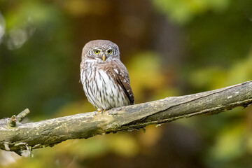 Owls - Pygmy Owl (Glaucidium passerinum)  on the branch 