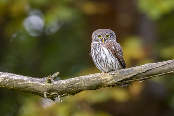 Owls - Pygmy Owl (Glaucidium passerinum)  on the branch 