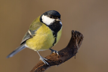Naklejka premium Great Tit (Parus Major) on branch. Wildlife scenery.