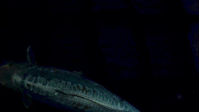 very beautiful and very big massive koi carp fishes in the garden pond for the fengshui and relaxing
