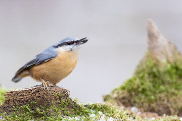 Red breasted nuthatch (sitta europaea) on a branch