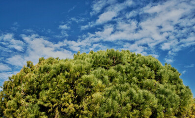 Leafy tree top and sky