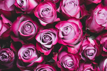 Beautiful pink roses background