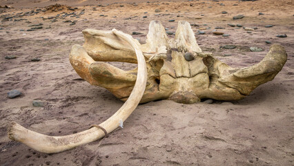 Bones of a whale at Skeleton Coast, Namibia.