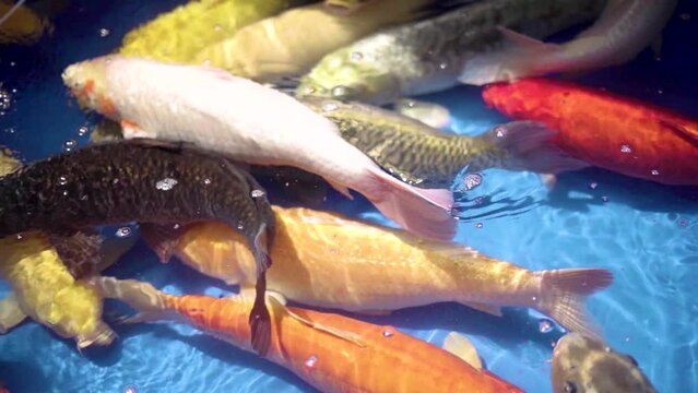 very beautiful and very big massive koi carp fishes in the garden pond for the fengshui and relaxing
