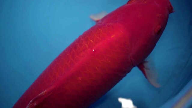 very beautiful and very big massive koi carp fishes in the garden pond for the fengshui and relaxing
