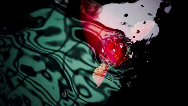 very beautiful and very big massive koi carp fishes in the garden pond for the fengshui and relaxing
