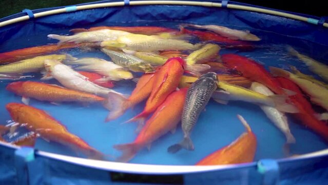 very beautiful and very big massive koi carp fishes in the garden pond for the fengshui and relaxing
