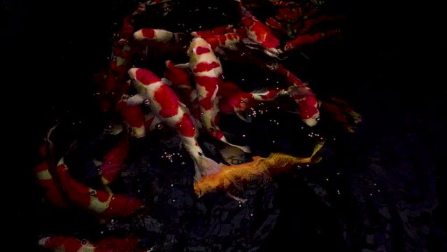 very beautiful and very big massive koi carp fishes in the garden pond for the fengshui and relaxing

