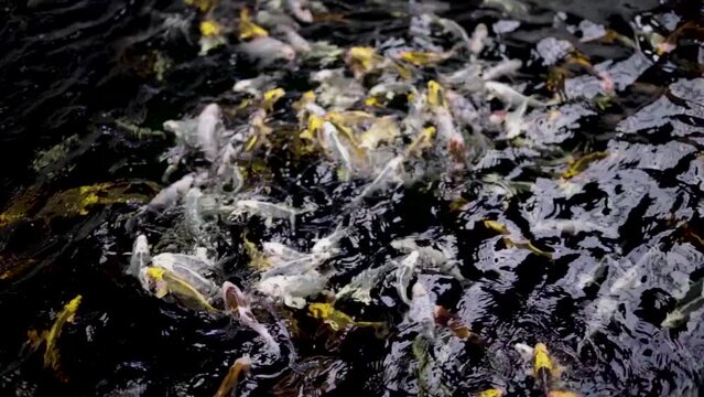 very beautiful and very big massive koi carp fishes in the garden pond for the fengshui and relaxing
