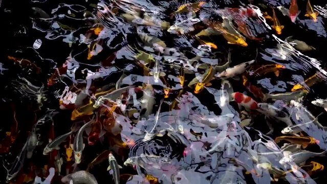 very beautiful and very big massive koi carp fishes in the garden pond for the fengshui and relaxing
