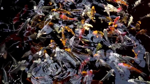 very beautiful and very big massive koi carp fishes in the garden pond for the fengshui and relaxing
