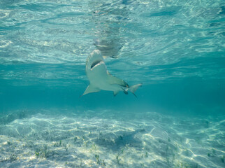 Lemon Sharks (Negaprion brevirostris) in the shallow water in North Bimini, Bahamas