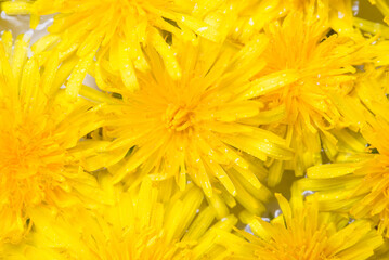 Bright beautiful background of yellow dandelions flowers	