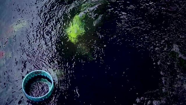 very beautiful and very big massive koi carp fishes in the garden pond for the fengshui and relaxing
