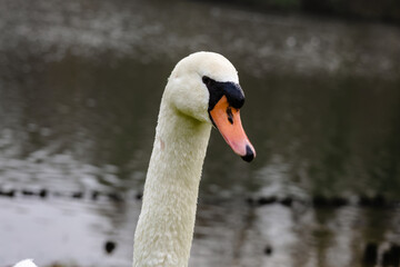 Close-up portrait of a Beautiful mute Swan swimming in the river
