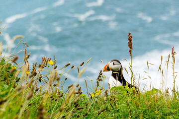 Atlantic puffin (Fratercula arctica) sitting in the gras in Dyrhólaey Iceland. Beautiful place...