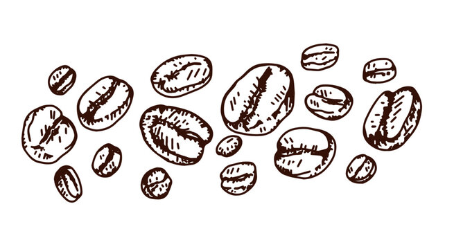 Banner coffee beans drawn. White background. Illustration