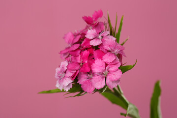 Fototapeta na wymiar Inflorescence of a wild carnation of bright pink color isolated on a pink background.