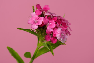 Inflorescence of a wild carnation of bright pink color isolated on a pink background.