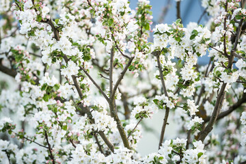 White flowers bloom in the trees. Beautiful blooming garden on a sunny day