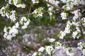 Spring Cherry blossoms, the tree is blooming in the garden