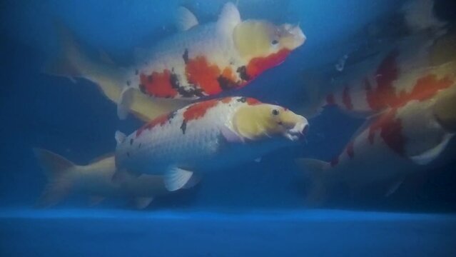 very beautiful and very big massive koi carp fishes in the garden pond for the fengshui and relaxing