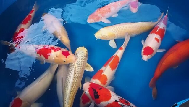 very beautiful and very big massive koi carp fishes in the garden pond for the fengshui and relaxing