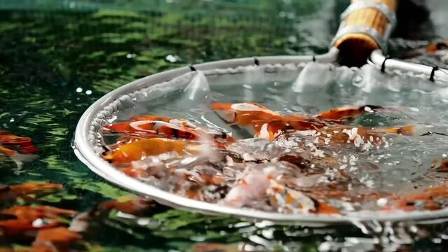 very beautiful and very big massive koi carp fishes in the garden pond for the fengshui and relaxing