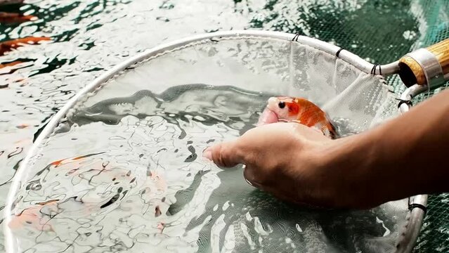 very beautiful and very big massive koi carp fishes in the garden pond for the fengshui and relaxing