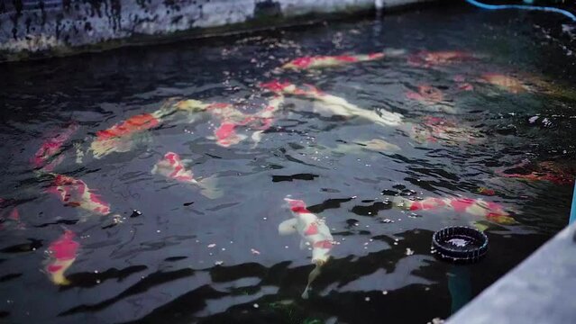very beautiful and very big massive koi carp fishes in the garden pond for the fengshui and relaxing