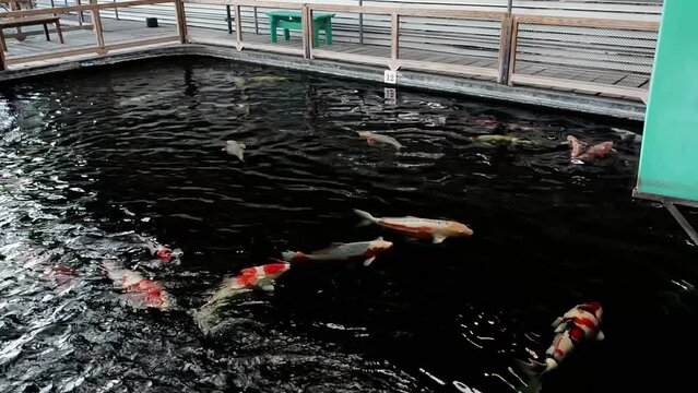very beautiful and very big massive koi carp fishes in the garden pond for the fengshui and relaxing