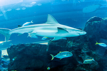 Fototapeta premium Shark swims in large aquarium among fish