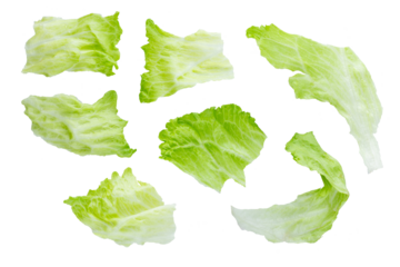 Set of various fresh green leaves of lettuce vegetable salad isolated on white background. With clipping path. Full depth of field. Focus stacking. PNG