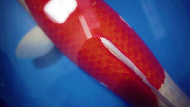 very beautiful and very big massive koi carp fishes in the garden pond for the fengshui and relaxing