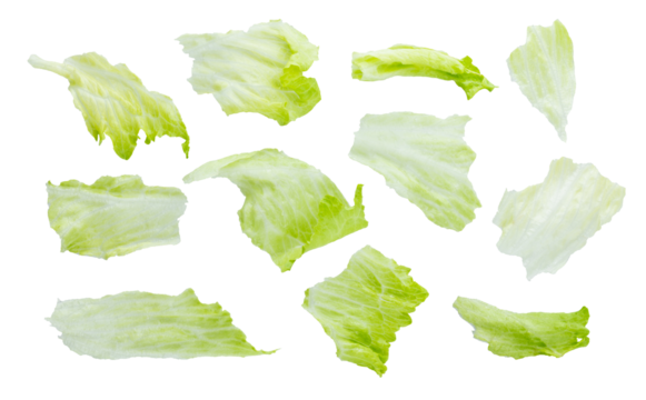 Set of various fresh green leaves of lettuce vegetable salad isolated on white background. With clipping path. Full depth of field. Focus stacking. PNG