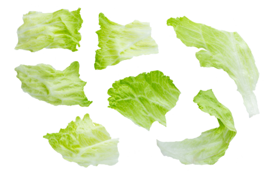 Set of various fresh green leaves of lettuce vegetable salad isolated on white background. With clipping path. Full depth of field. Focus stacking. PNG