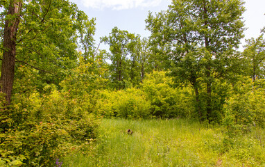 Green trees in the forest in summer.